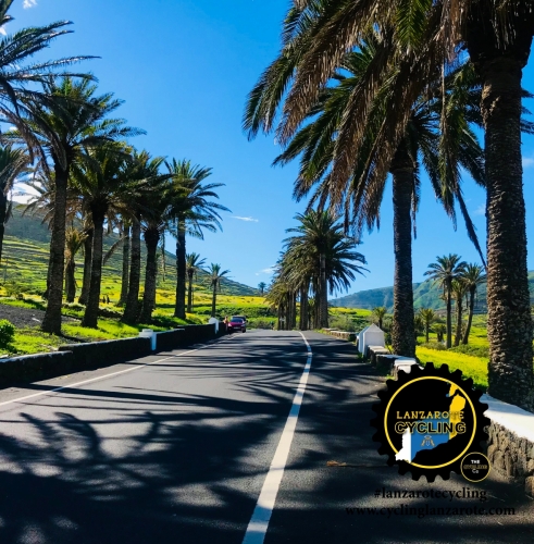 cycling lanzarote palms