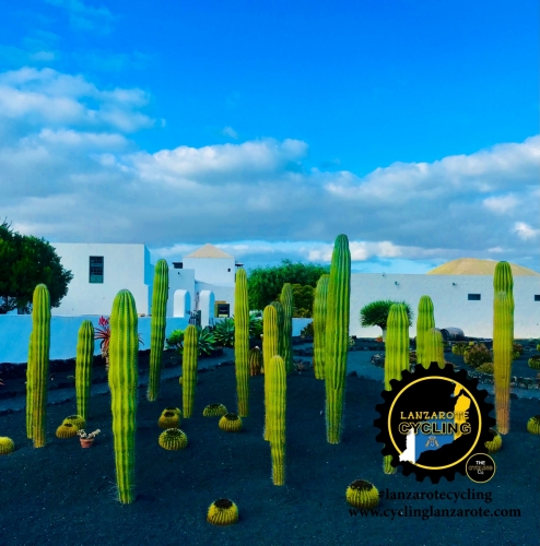 lanzarote cycling cactus